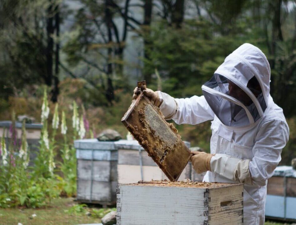 Beginner Beekeepers' 10 Most Common Questions