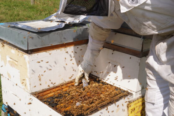 Varroa Control Tips – Simple Messages, with Huge Potential Payoffs