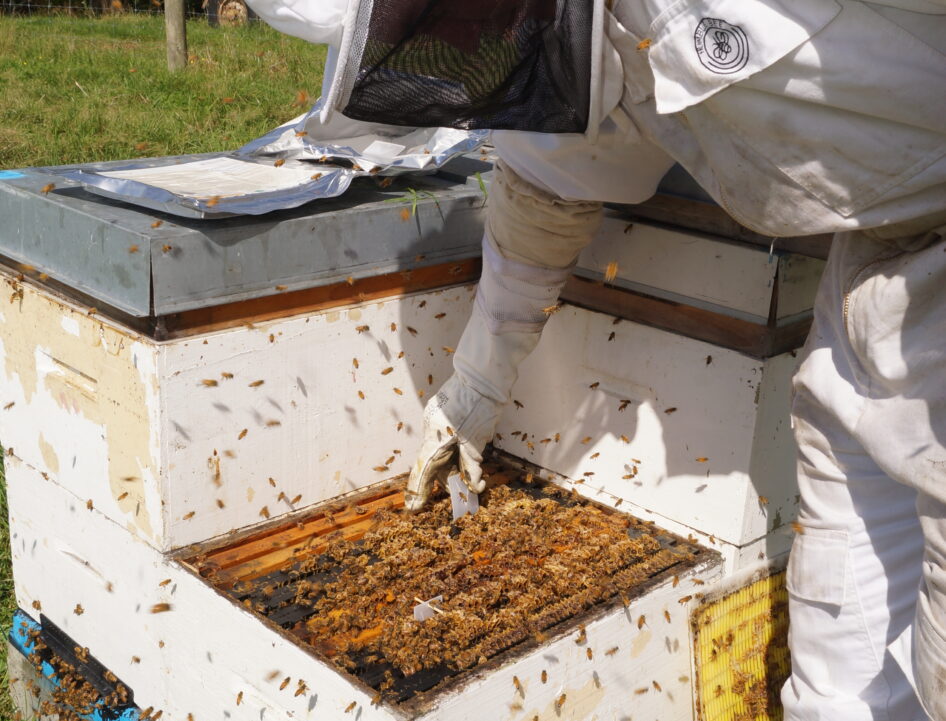Varroa Control Tips – Simple Messages, with Huge Potential Payoffs