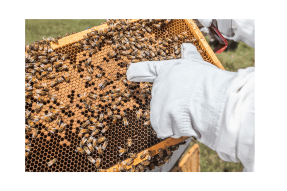 UbeeO In Selection for Varroa Resistance