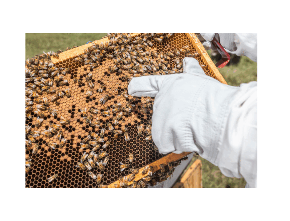 UbeeO In Selection for Varroa Resistance