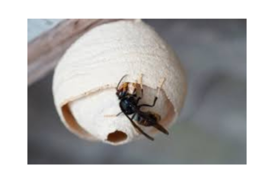 Yellow Legged Hornet Response - Time to 