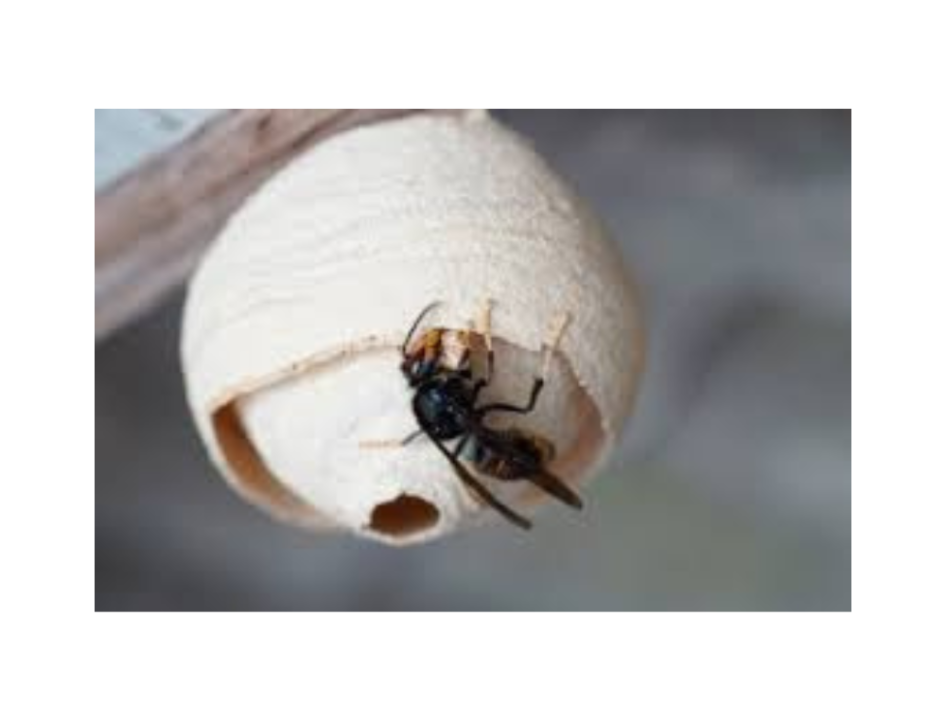 Yellow Legged Hornet Response - Time to 